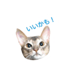 冬のうちの猫（個別スタンプ：7）