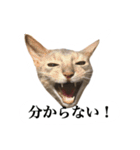 冬のうちの猫（個別スタンプ：9）