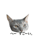 冬のうちの猫（個別スタンプ：10）