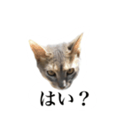 冬のうちの猫（個別スタンプ：11）