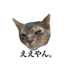冬のうちの猫（個別スタンプ：12）