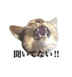 冬のうちの猫（個別スタンプ：13）