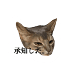 冬のうちの猫（個別スタンプ：14）