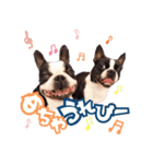ボストンテリアのチャイとラテ（個別スタンプ：10）