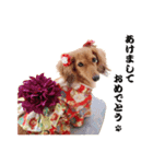 ダックス犬 写真 ここわん 1 年末年始編（個別スタンプ：1）