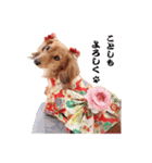 ダックス犬 写真 ここわん 1 年末年始編（個別スタンプ：2）