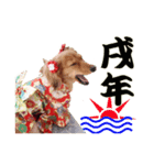 ダックス犬 写真 ここわん 1 年末年始編（個別スタンプ：3）