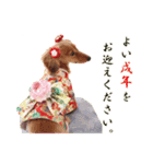 ダックス犬 写真 ここわん 1 年末年始編（個別スタンプ：4）