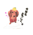 ダックス犬 写真 ここわん 1 年末年始編（個別スタンプ：5）