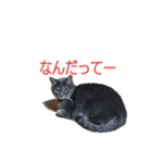 佐藤ふぁみりぃ（個別スタンプ：1）
