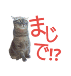 佐藤ふぁみりぃ（個別スタンプ：4）