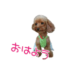 関西犬三匹の日常会話（個別スタンプ：1）