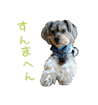 関西犬三匹の日常会話（個別スタンプ：2）