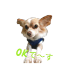 関西犬三匹の日常会話（個別スタンプ：3）