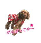 関西犬三匹の日常会話（個別スタンプ：4）