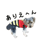関西犬三匹の日常会話（個別スタンプ：5）