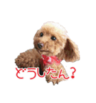 関西犬三匹の日常会話（個別スタンプ：6）