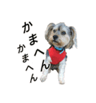 関西犬三匹の日常会話（個別スタンプ：7）