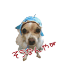 関西犬三匹の日常会話（個別スタンプ：9）