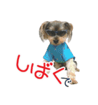 関西犬三匹の日常会話（個別スタンプ：10）
