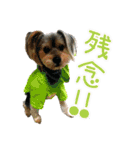 関西犬三匹の日常会話（個別スタンプ：11）