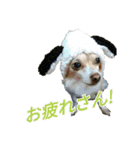 関西犬三匹の日常会話（個別スタンプ：12）