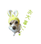 関西犬三匹の日常会話（個別スタンプ：13）