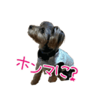 関西犬三匹の日常会話（個別スタンプ：14）