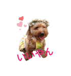 関西犬三匹の日常会話（個別スタンプ：15）