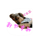 関西犬三匹の日常会話（個別スタンプ：16）