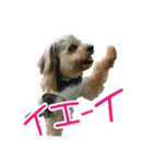 関西犬三匹の日常会話（個別スタンプ：17）