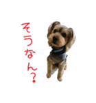 関西犬三匹の日常会話（個別スタンプ：18）