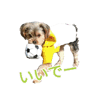 関西犬三匹の日常会話（個別スタンプ：21）