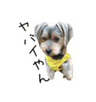 関西犬三匹の日常会話（個別スタンプ：22）