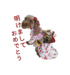 関西犬三匹の日常会話（個別スタンプ：24）