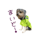 関西犬三匹の日常会話（個別スタンプ：25）