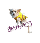 関西犬三匹の日常会話（個別スタンプ：26）