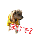 関西犬三匹の日常会話（個別スタンプ：27）