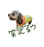 関西犬三匹の日常会話（個別スタンプ：28）
