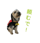 関西犬三匹の日常会話（個別スタンプ：29）