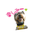 関西犬三匹の日常会話（個別スタンプ：30）
