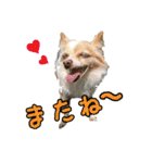 関西犬三匹の日常会話（個別スタンプ：31）