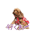 関西犬三匹の日常会話（個別スタンプ：32）