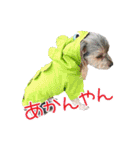 関西犬三匹の日常会話（個別スタンプ：33）