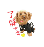 関西犬三匹の日常会話（個別スタンプ：34）