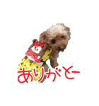 関西犬三匹の日常会話（個別スタンプ：35）
