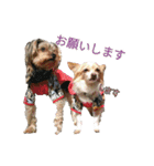 関西犬三匹の日常会話（個別スタンプ：36）