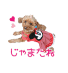 関西犬三匹の日常会話（個別スタンプ：37）