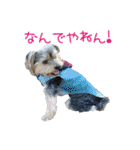 関西犬三匹の日常会話（個別スタンプ：39）