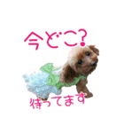 関西犬三匹の日常会話（個別スタンプ：40）